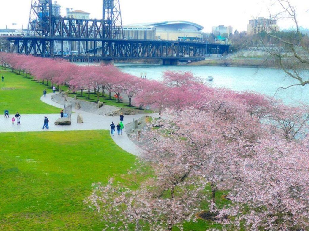 美國波特蘭Tom McCall Waterfront Park 美國波特蘭Tom McCall Waterfront Park