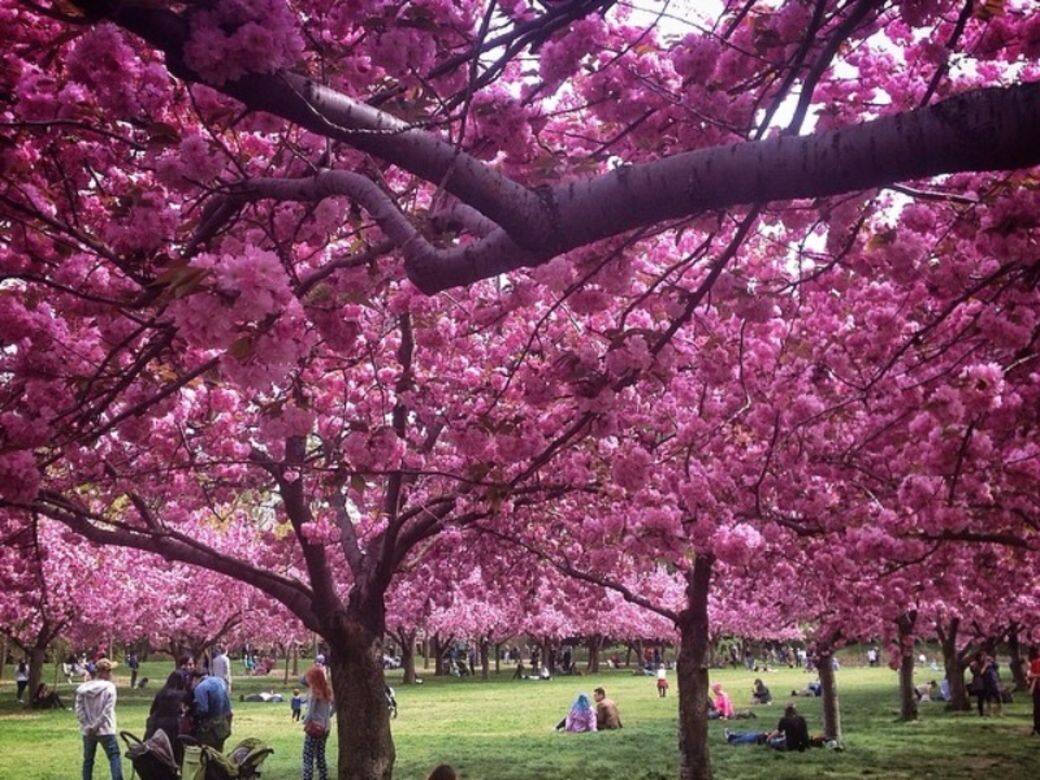 美國紐約Brooklyn Botanic Garden 美國紐約Brooklyn Botanic Garden
