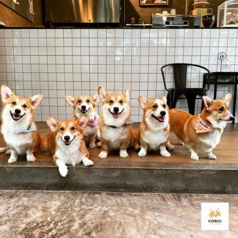哥基 狗 可愛 Corgi cafe cute Corgi In The Garden 哥基 狗 可愛 Corgi cafe cute Corgi In The Garden