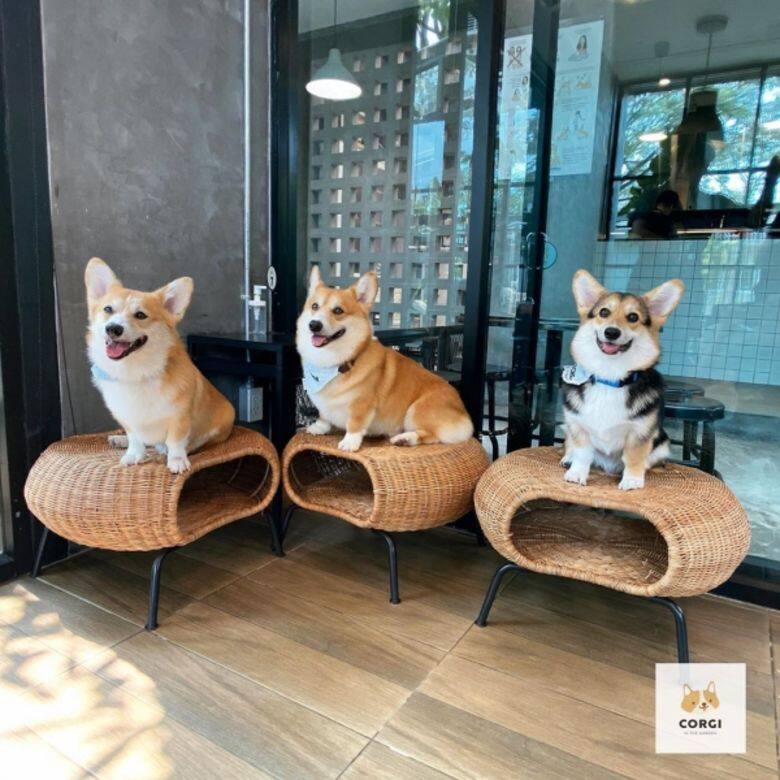 哥基 狗 可愛 Corgi cafe cute Corgi In The Garden 哥基 狗 可愛 Corgi cafe cute Corgi In The Garden