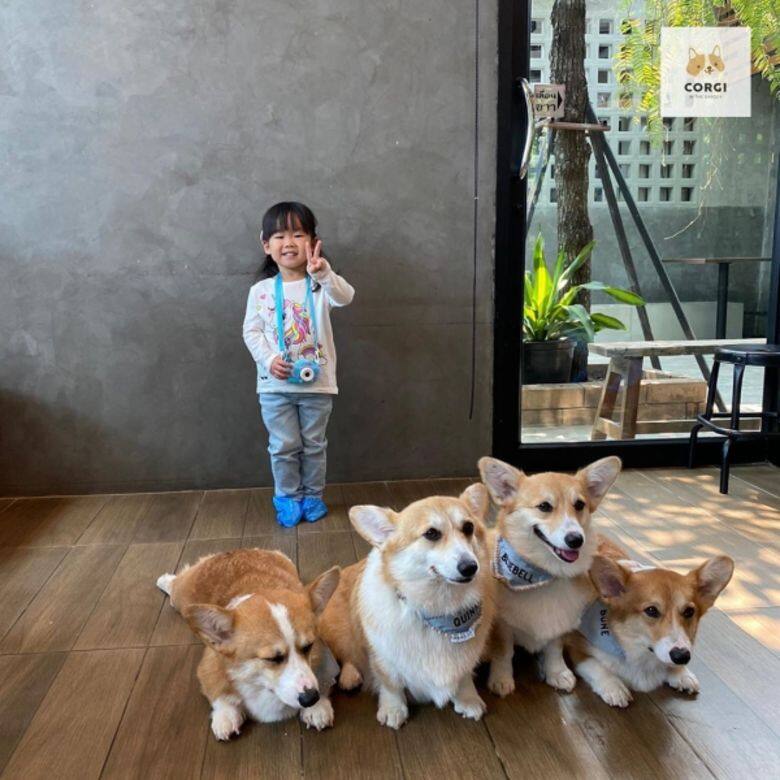 哥基 狗 可愛 Corgi cafe cute Corgi In The Garden 哥基 狗 可愛 Corgi cafe cute Corgi In The Garden
