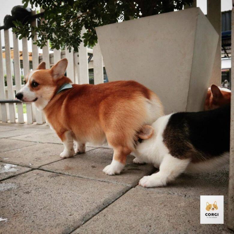 哥基 狗 可愛 Corgi cafe cute Corgi In The Garden 哥基 狗 可愛 Corgi cafe cute Corgi In The Garden