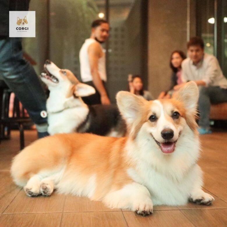 哥基 狗 可愛 Corgi cafe cute Corgi In The Garden 哥基 狗 可愛 Corgi cafe cute Corgi In The Garden