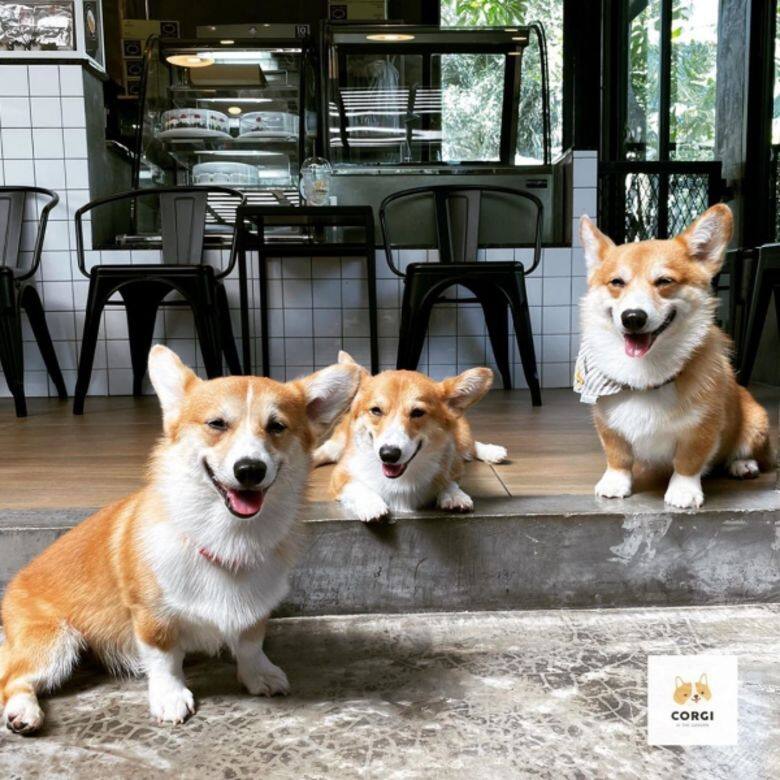 哥基 狗 可愛 Corgi cafe cute Corgi In The Garden 哥基 狗 可愛 Corgi cafe cute Corgi In The Garden