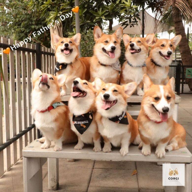 哥基 狗 可愛 Corgi cafe cute Corgi In The Garden 哥基 狗 可愛 Corgi cafe cute Corgi In The Garden