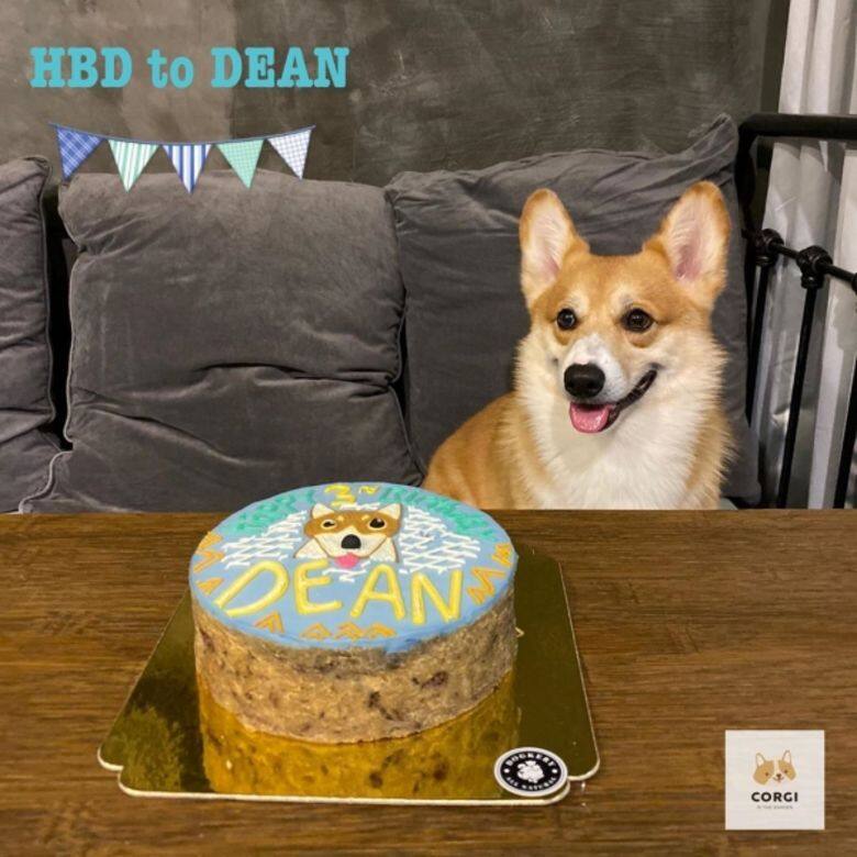 哥基 狗 可愛 Corgi cafe cute Corgi In The Garden 哥基 狗 可愛 Corgi cafe cute Corgi In The Garden