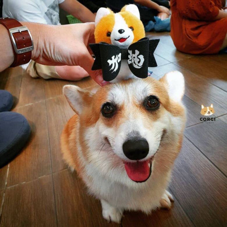 哥基 狗 可愛 Corgi cafe cute Corgi In The Garden 哥基 狗 可愛 Corgi cafe cute Corgi In The Garden
