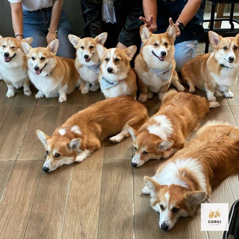 哥基 狗 可愛 Corgi cafe cute Corgi In The Garden 哥基 狗 可愛 Corgi cafe cute Corgi In The Garden