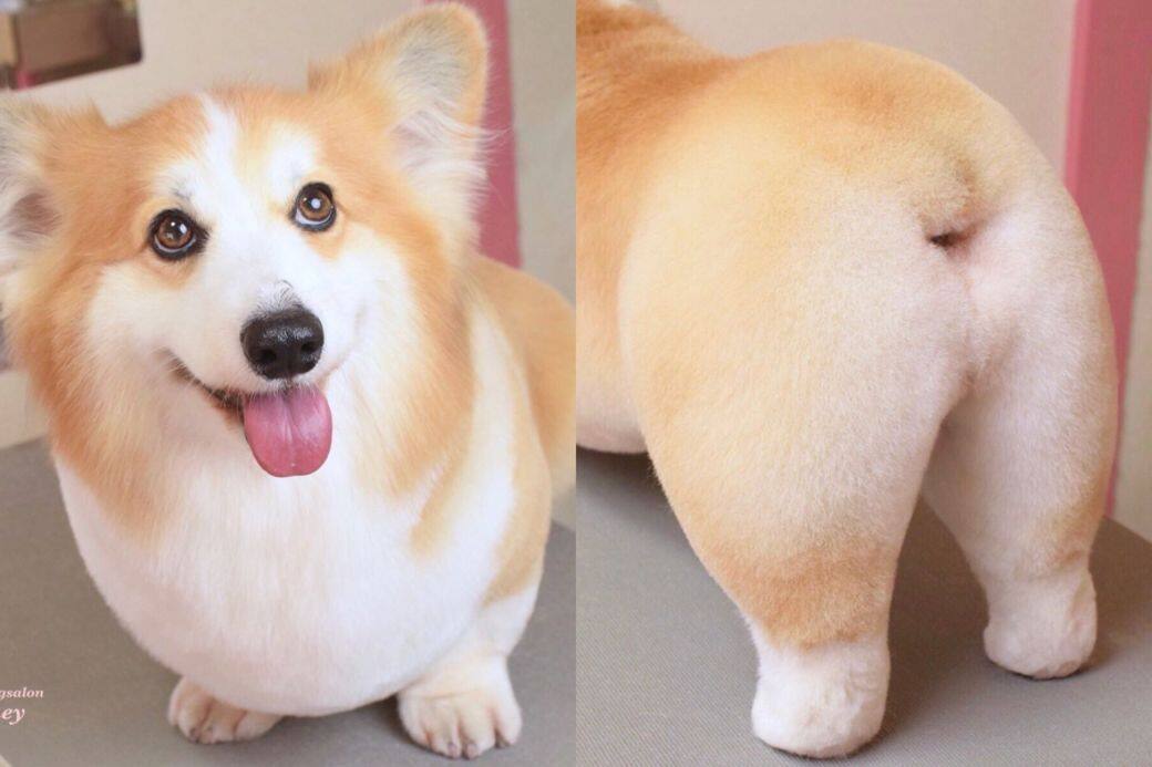 哥基 狗 可愛 Corgi cafe cute Corgi In The Garden 哥基 狗 可愛 Corgi cafe cute Corgi In The Garden