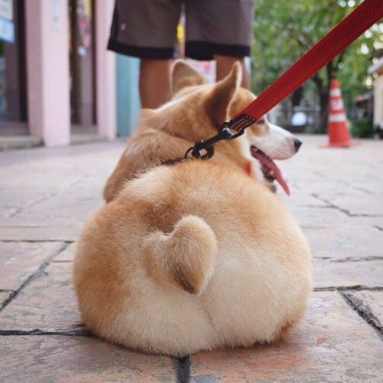 哥基 狗 可愛 Corgi cafe cute Corgi In The Garden 哥基 狗 可愛 Corgi cafe cute Corgi In The Garden