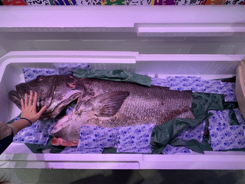 隆重介紹本店每天都會新鮮空運的特大魚類刺身,廚師會即場處理成新 隆重介紹本店每天都會新鮮空運的特大魚類刺身,廚師會即場處理成新
