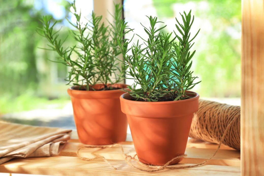 迷迭香 (Rosemary) 迷迭香 (Rosemary)
