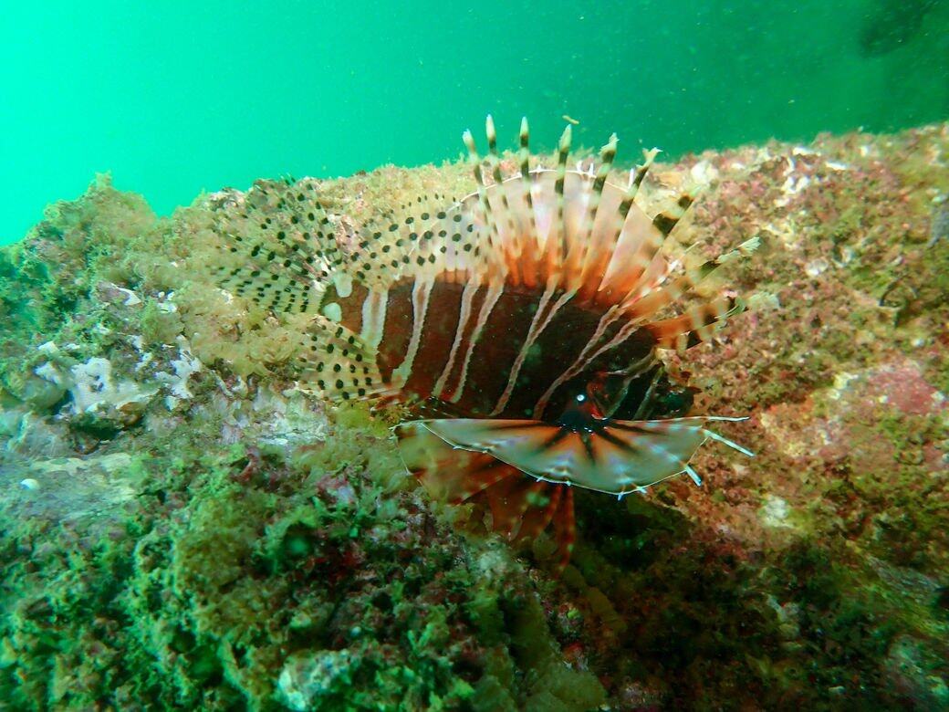 玩樂多元化是塔門的特色,野餐、觀星、露宿等,夏天不妨落埋海浮潛,原來塔 玩樂多元化是塔門的特色,野餐、觀星、露宿等,夏天不妨落埋海浮潛,原來塔
