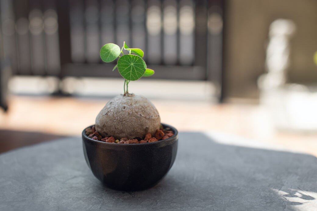 IP:種植塊根要留意的地方,是它的植土,要夠疏水。不可以儲存太多水在泥 IP:種植塊根要留意的地方,是它的植土,要夠疏水。不可以儲存太多水在泥