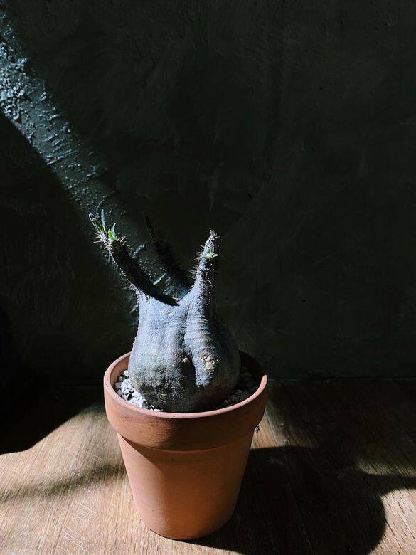 IP:塊根比起其他植物,更不會惹蚊。因為種植塊根的泥土比較偏向顆粒狀 IP:塊根比起其他植物,更不會惹蚊。因為種植塊根的泥土比較偏向顆粒狀