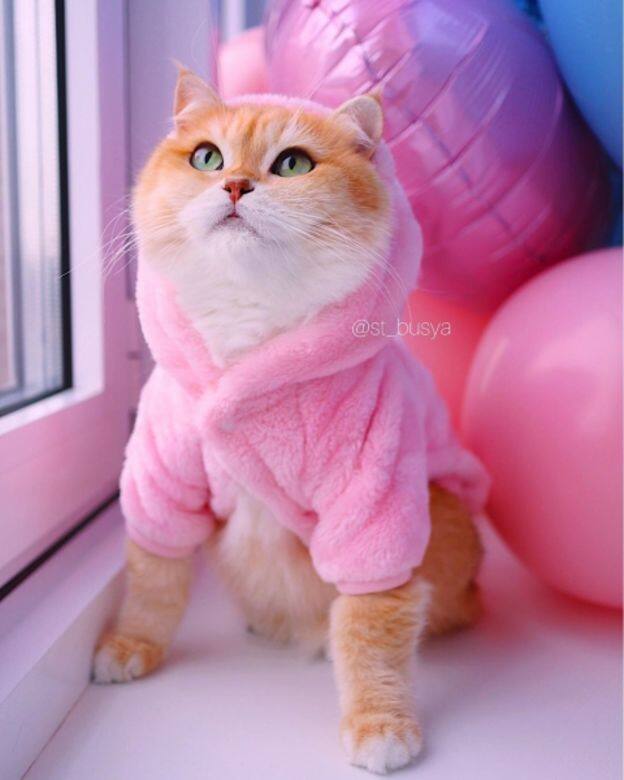 Busya IG Instagram Cat cute 貓 貓咪 可愛 Busya IG Instagram Cat cute 貓 貓咪 可愛