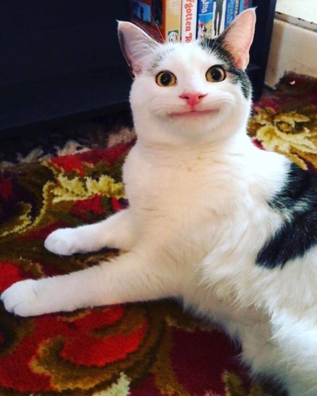 禮貌貓Ollie Polite Cat IG Instagram Cat cute 貓 貓咪 可愛 禮貌貓Ollie Polite Cat IG Instagram Cat cute 貓 貓咪 可愛