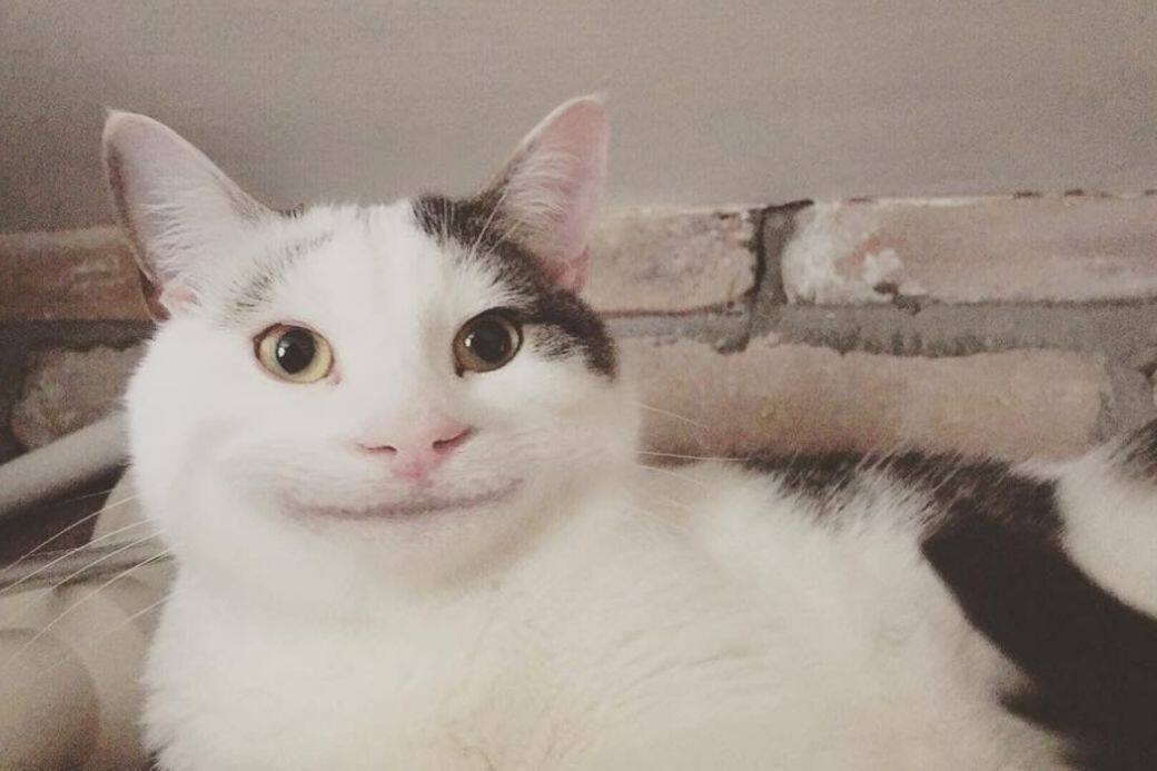 IG Instagram Cat cute 貓 貓咪 可愛 Polite Cat IG Instagram Cat cute 貓 貓咪 可愛 Polite Cat