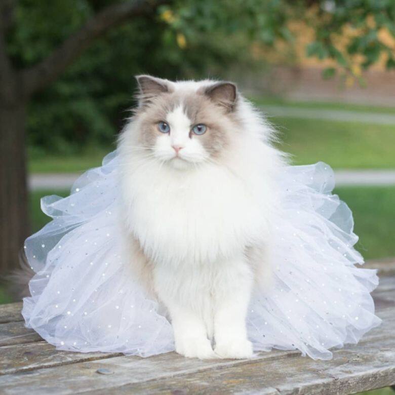 IG Instagram Cat cute 貓 貓咪 可愛 Aurora IG Instagram Cat cute 貓 貓咪 可愛 Aurora
