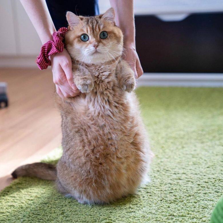 Hosico IG Instagram Cat cute 貓 貓咪 可愛 Hosico IG Instagram Cat cute 貓 貓咪 可愛