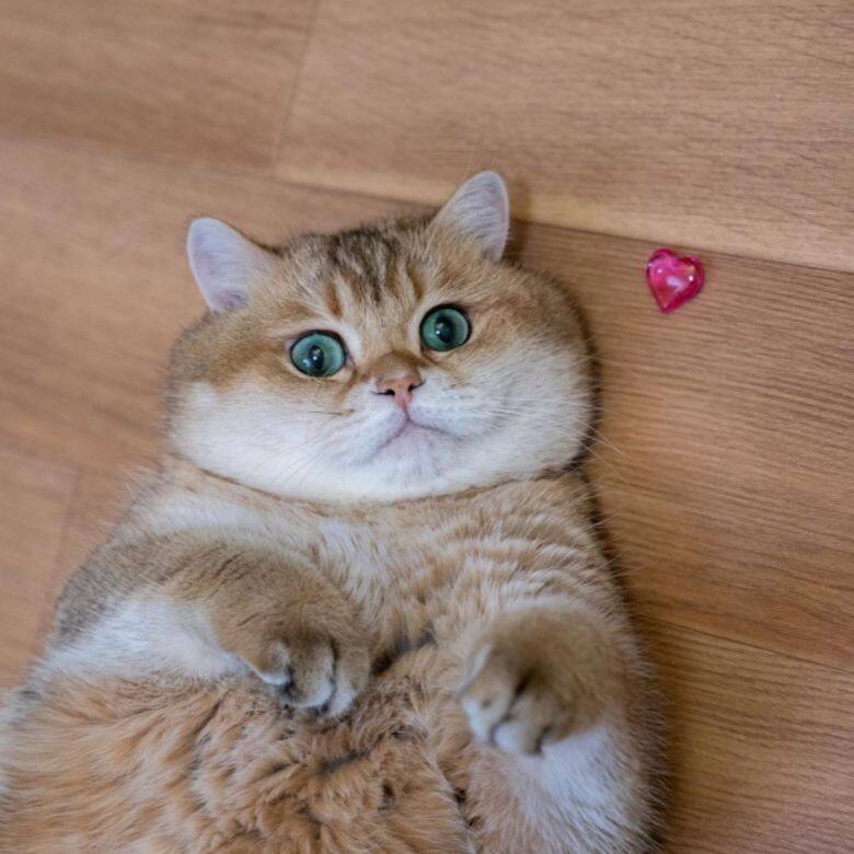 IG Instagram Cat cute 貓 貓咪 可愛 Hosico IG Instagram Cat cute 貓 貓咪 可愛 Hosico
