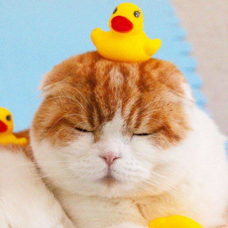 Waffles IG Instagram Cat cute 貓 貓咪 可愛 Waffles IG Instagram Cat cute 貓 貓咪 可愛