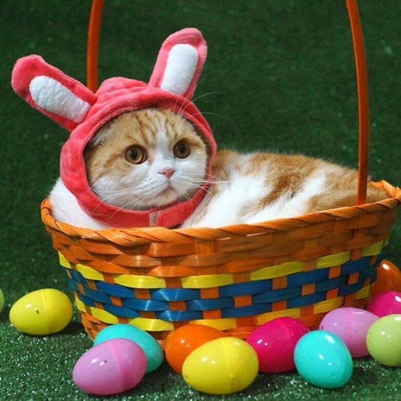 IG Instagram Cat cute 貓 貓咪 可愛 Waffles IG Instagram Cat cute 貓 貓咪 可愛 Waffles