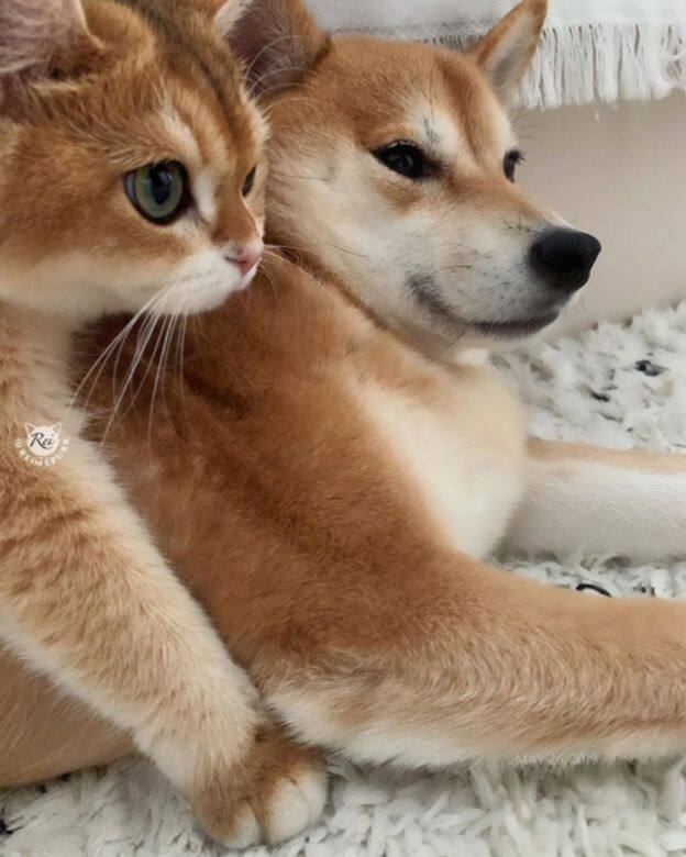 IG Instagram Cat cute 貓 貓咪 可愛 Rei Mercury IG Instagram Cat cute 貓 貓咪 可愛 Rei Mercury