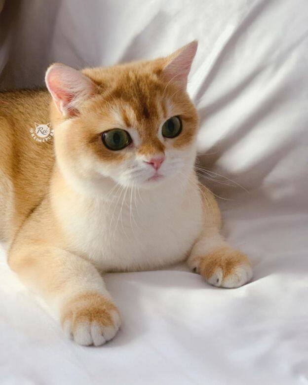 Rei Mercury IG Instagram Cat cute 貓 貓咪 可愛 Rei Mercury IG Instagram Cat cute 貓 貓咪 可愛