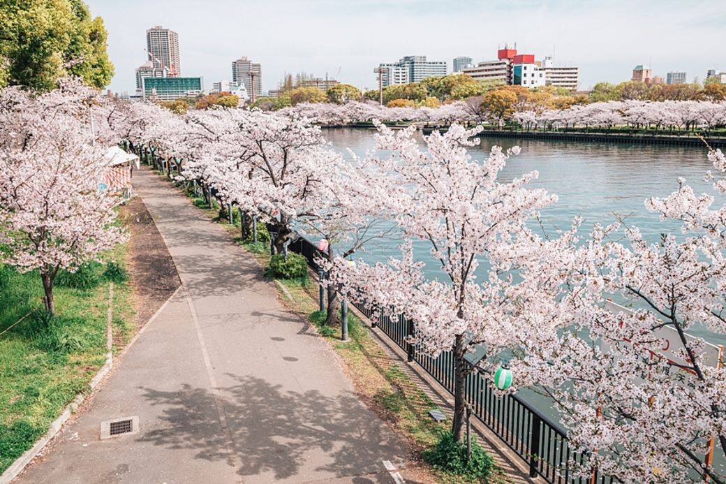 沿著長達4.2公里的河畔而設計的毛馬櫻之宮公園 沿著長達4.2公里的河畔而設計的毛馬櫻之宮公園