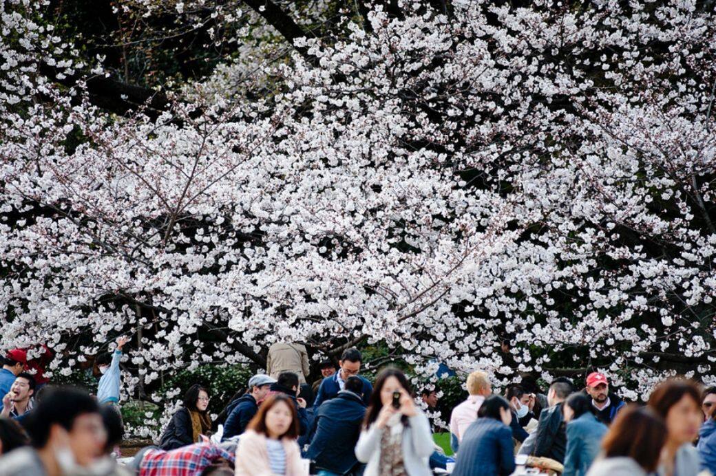 東京新宿御苑可說是人氣超強的賞櫻勝地 東京新宿御苑可說是人氣超強的賞櫻勝地