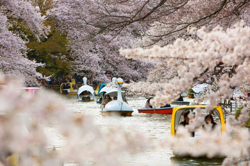 這個恩賜公園,雖然櫻花樹的數量不算很多 這個恩賜公園,雖然櫻花樹的數量不算很多