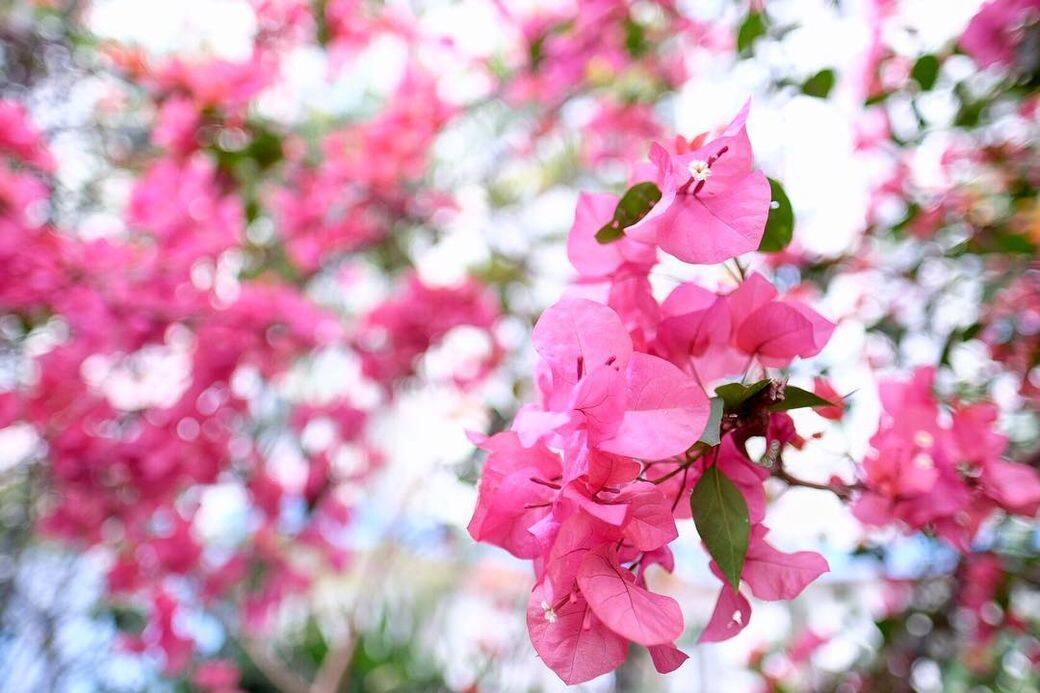 這種杜鵑花正名是簕杜鵑(Bougainvillea spectabilis) ,是一種常見的灌木,亦稱為「九重葛」和「三角 這種杜鵑花正名是簕杜鵑(Bougainvillea spectabilis) ,是一種常見的灌木,亦稱為「九重葛」和「三角