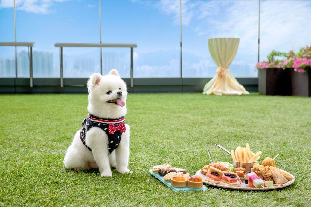 狗狗也嘆afternoon tea?海匯酒店舉行五星級慈善狗狗派對 狗狗也嘆afternoon tea?海匯酒店舉行五星級慈善狗狗派對