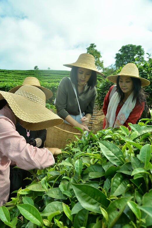 用時下流行的一句問:年輕人,究竟有甚麼動力驅使Catherine你這麼愛茶?「我媽媽 用時下流行的一句問:年輕人,究竟有甚麼動力驅使Catherine你這麼愛茶?「我媽媽