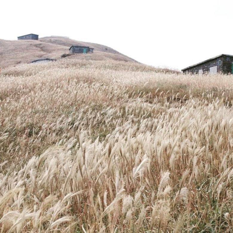 大東山 Miscanthus 芒草 秋天 香港 打卡 景點 sunset peak 大東山 Miscanthus 芒草 秋天 香港 打卡 景點 sunset peak
