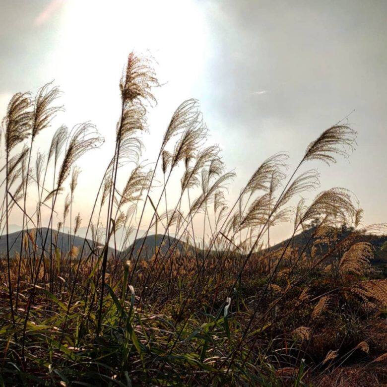 老虎頭 Miscanthus 芒草 秋天 香港 打卡 景點 老虎頭 Miscanthus 芒草 秋天 香港 打卡 景點