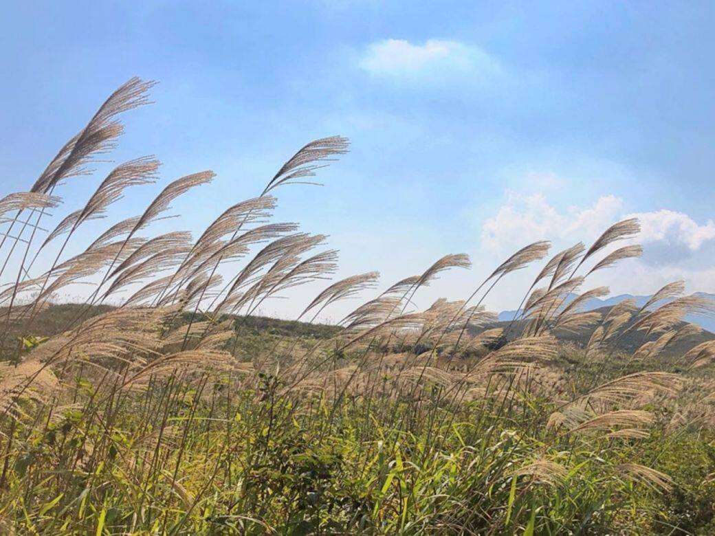 老虎頭 Miscanthus 芒草 秋天 香港 打卡 景點 老虎頭 Miscanthus 芒草 秋天 香港 打卡 景點