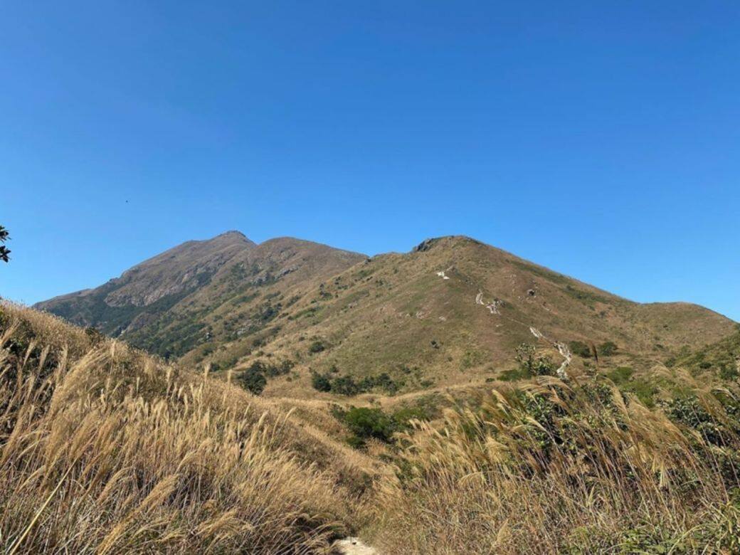 馬鞍山昂平高原 Miscanthus 芒草 秋天 香港 打卡 景點 馬鞍山昂平高原 Miscanthus 芒草 秋天 香港 打卡 景點