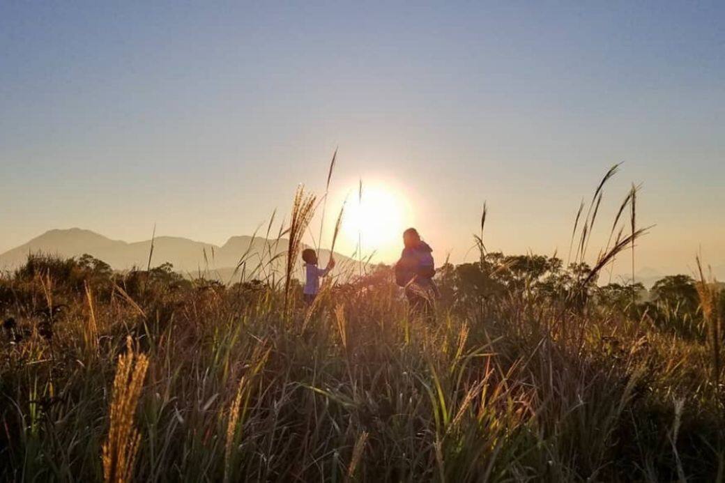 Miscanthus 芒草 秋天 香港 打卡 景點 馬鞍山昂平高原 Miscanthus 芒草 秋天 香港 打卡 景點 馬鞍山昂平高原