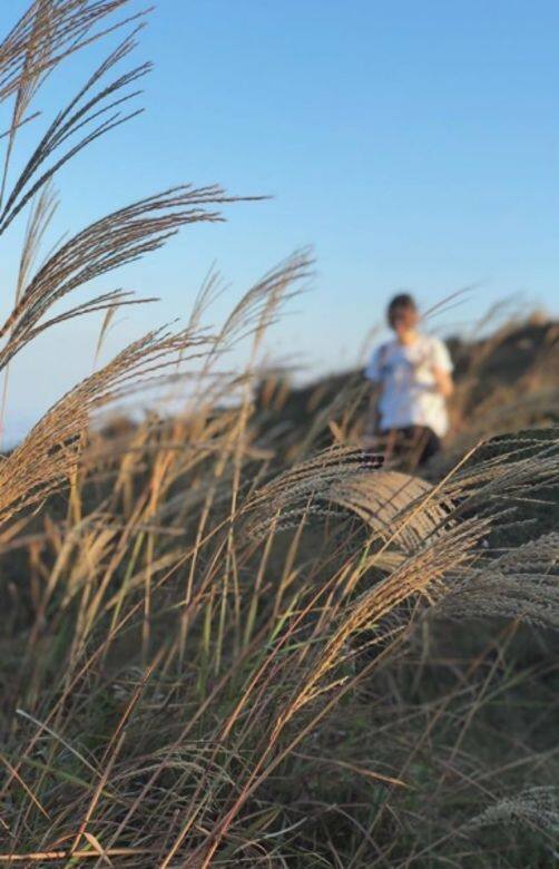馬鞍山昂平高原 Miscanthus 芒草 秋天 香港 打卡 景點 馬鞍山昂平高原 Miscanthus 芒草 秋天 香港 打卡 景點