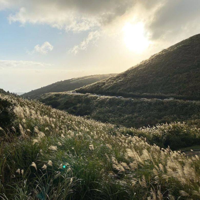 同場加映:台灣著名芒草景點 台北陽明山擎天崗 打卡 景點 同場加映:台灣著名芒草景點 台北陽明山擎天崗 打卡 景點