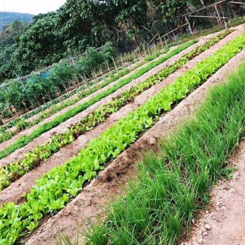 農莊 Nature’s Harvest 清新地有機莊園 郊遊 效外 農莊 Nature’s Harvest 清新地有機莊園 郊遊 效外