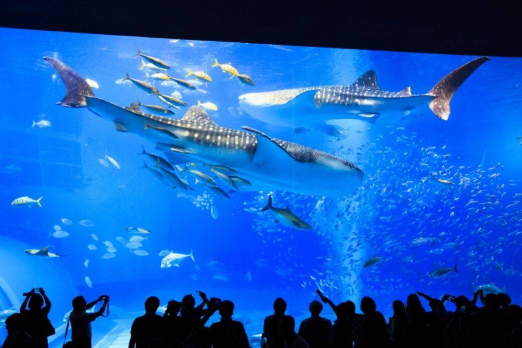 沖繩美麗海水族館 沖繩美麗海水族館