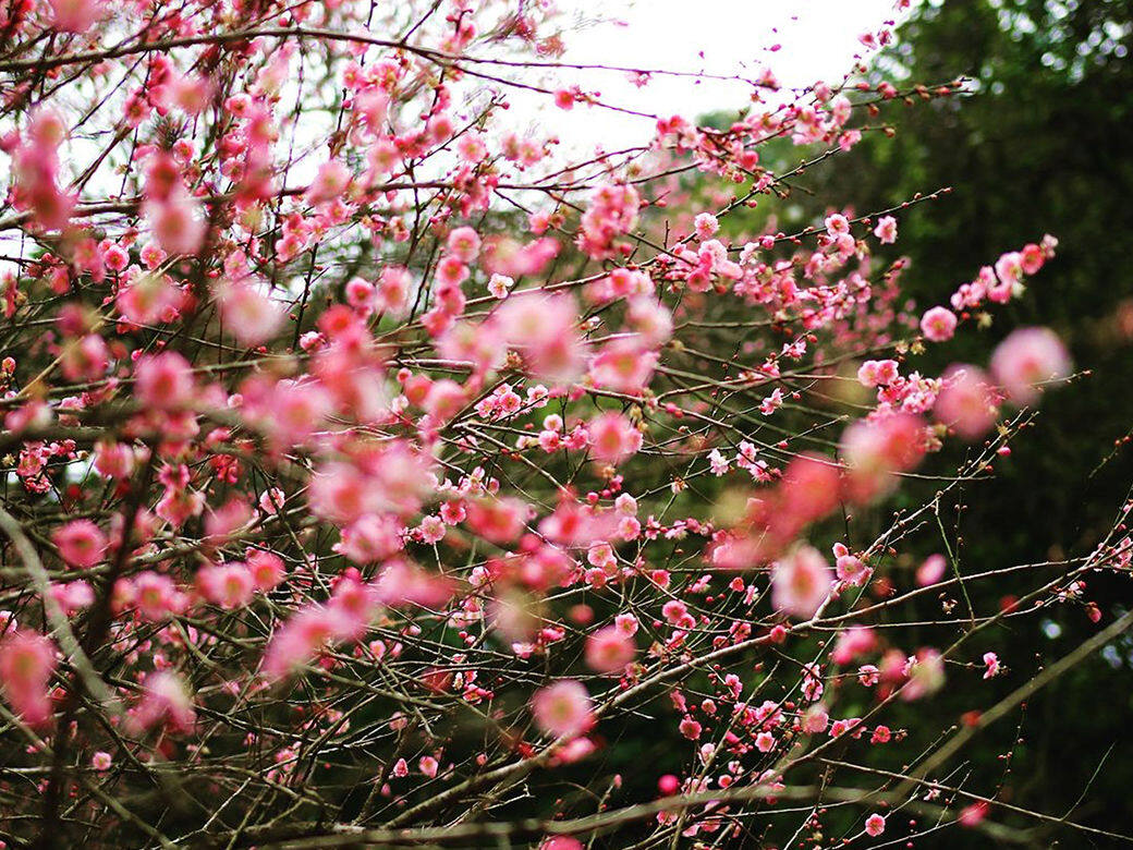 【香港櫻花2021】5大香港賞櫻秘景+花期預測!扶輪公園+單車館公園還有哪些打卡熱點? 【香港櫻花2021】5大香港賞櫻秘景+花期預測!扶輪公園+單車館公園還有哪些打卡熱點?