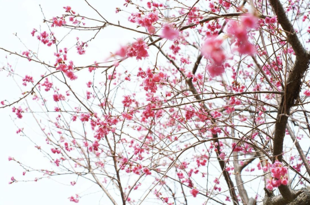 長洲關公忠義亭預測花期:2月中下旬至3月上旬地址:長洲關公忠義亭 長洲關公忠義亭預測花期:2月中下旬至3月上旬地址:長洲關公忠義亭