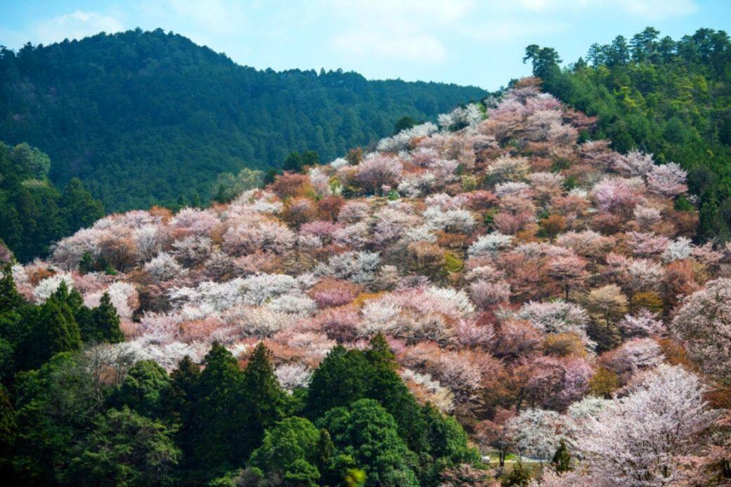 奈良-吉野山 奈良-吉野山