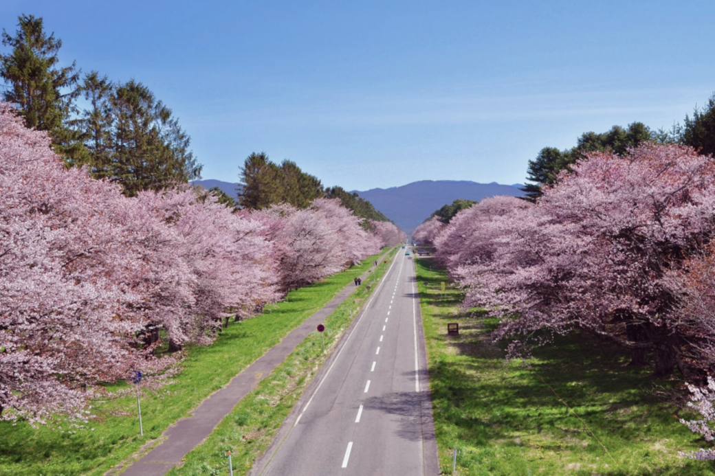北海道-靜內二十間道路櫻花樹列 北海道-靜內二十間道路櫻花樹列