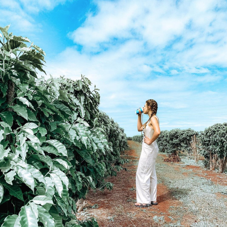 Kauao Coffee Company 園內種植超過四百萬棵咖啡樹,製作出多達33種不同風味的咖啡 Kauao Coffee Company 園內種植超過四百萬棵咖啡樹,製作出多達33種不同風味的咖啡