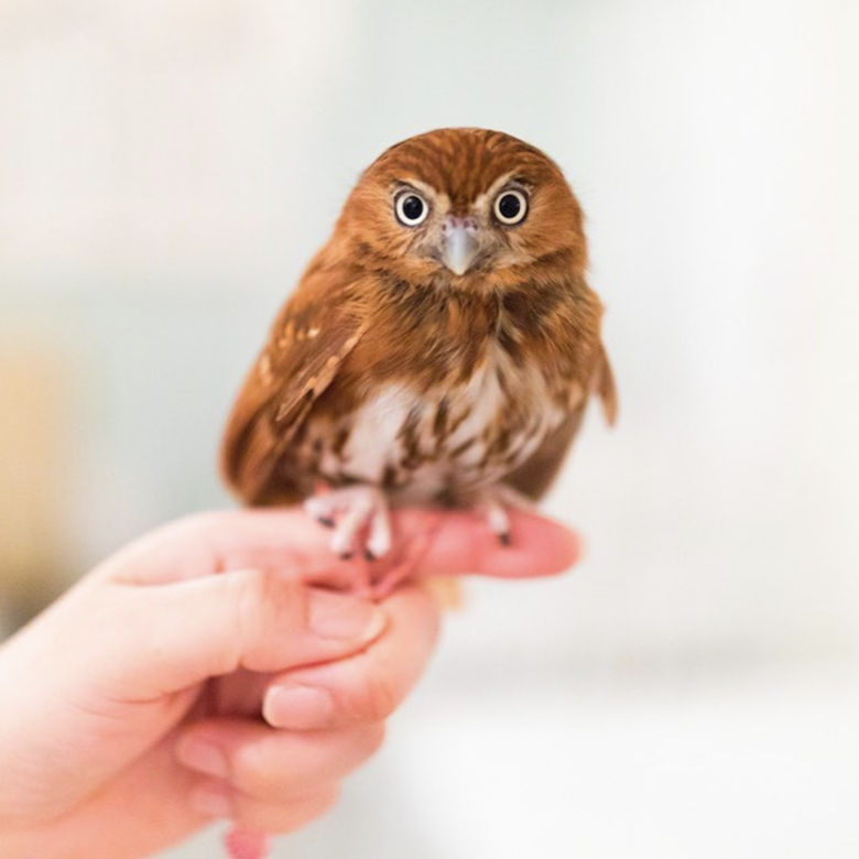 Owl Cafe Akiba Fukurou日本大熱的貓頭鷹café曾一度在社交網站被洗版。位於秋葉原的 Owl Cafe Akiba Fukurou日本大熱的貓頭鷹café曾一度在社交網站被洗版。位於秋葉原的